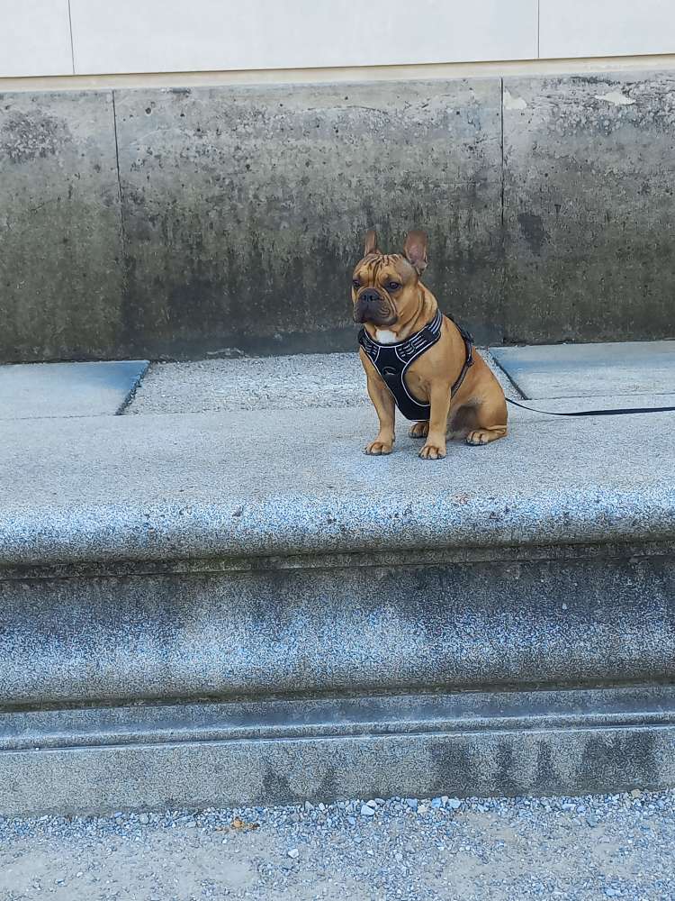 Hundetreffen-Französische Bulldogge sucht Gleichgesinnte-Profilbild