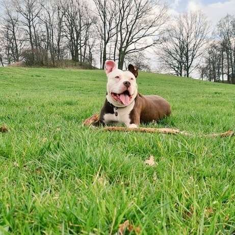 Hundetreffen-Entspannte Runde in Gera-Profilbild