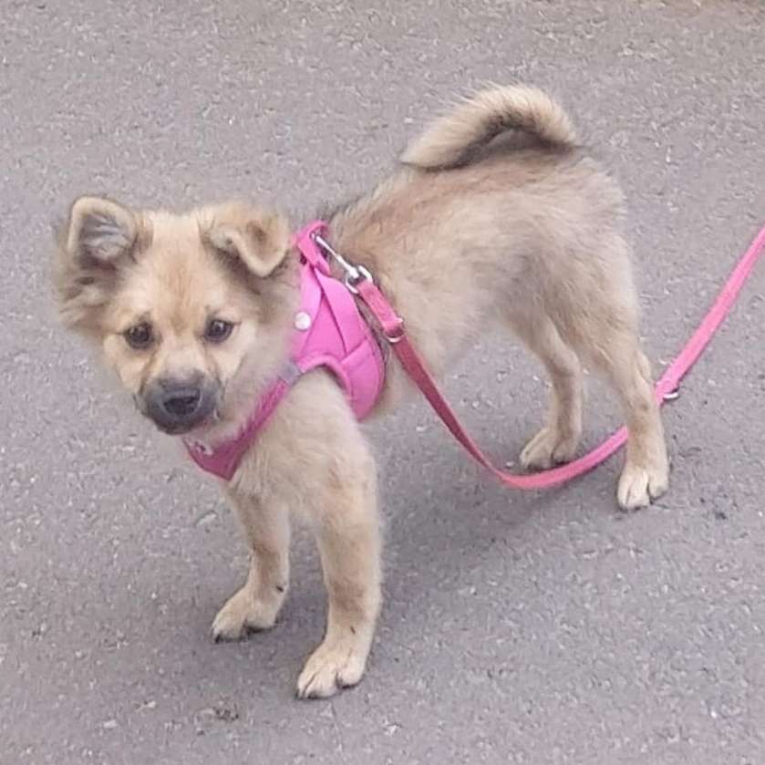 Hundetreffen-Sozialisierungstreffen in Spalt und Umgebung-Profilbild