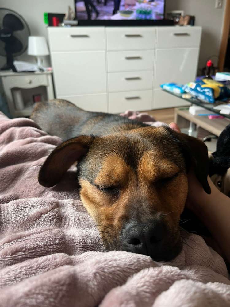 Hundetreffen-Gassi Runde in Winzerla-Profilbild