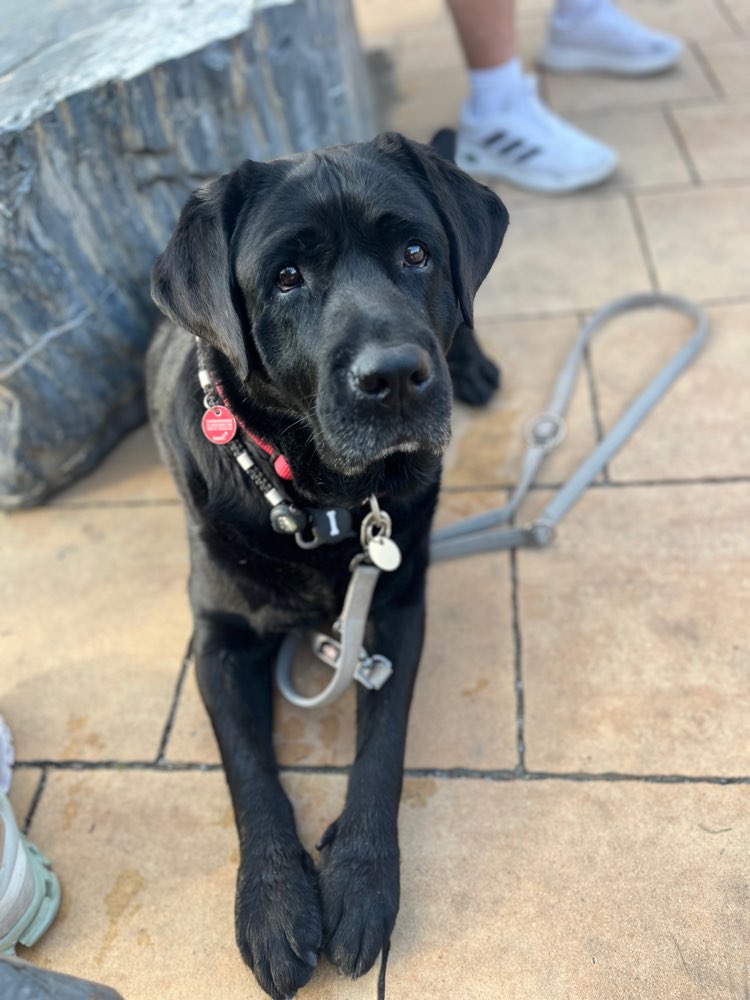 Hundetreffen-Suche Hundefreund/-in-Profilbild