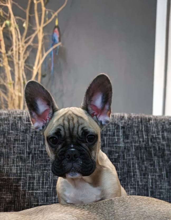 Hundetreffen-Sozialisierung und Spielen-Profilbild