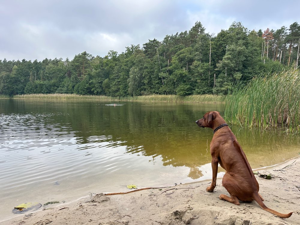 Suchmeldung-Leo-Profilbild