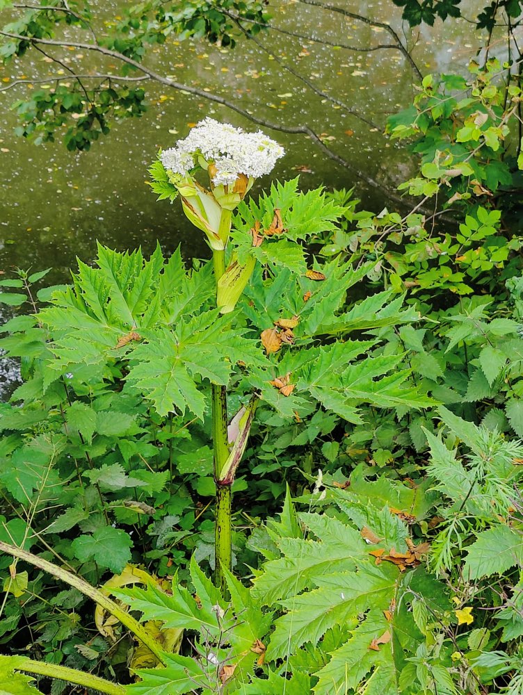 Giftköder-Riesen-Bärenklau-Profilbild