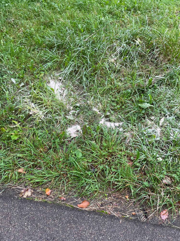 Giftköder-Dubioses Pulver-Profilbild