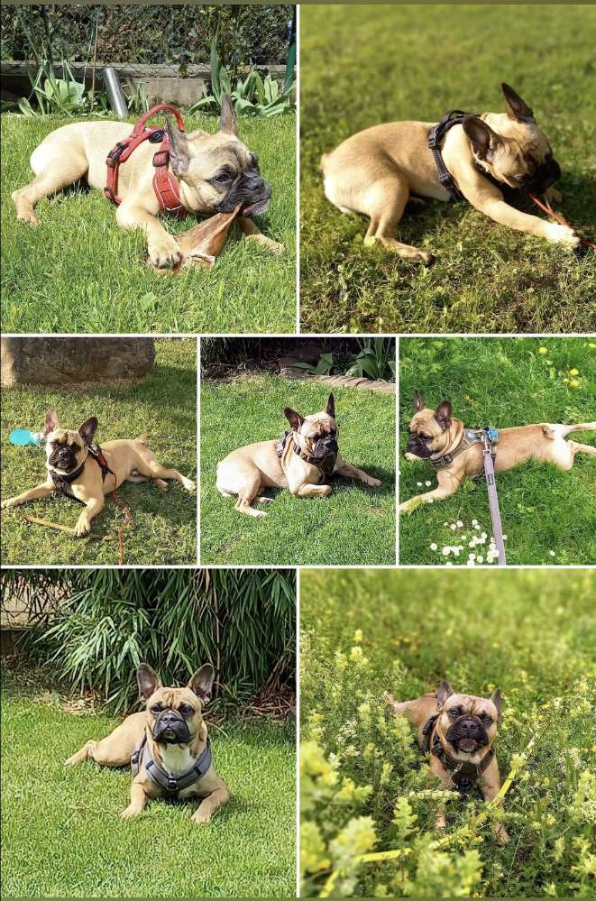 Deine Fellnase im Grünen 🐕 Banner