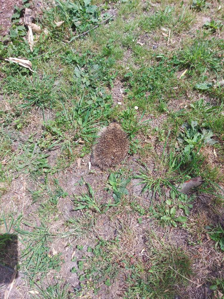 Giftköder-Toter Igel-Profilbild