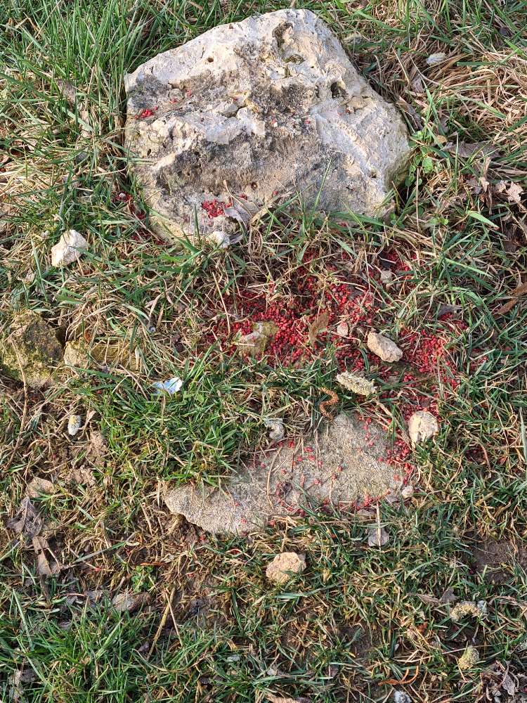 Giftköder-vmtl. Giftköder (Rattengift)-Profilbild