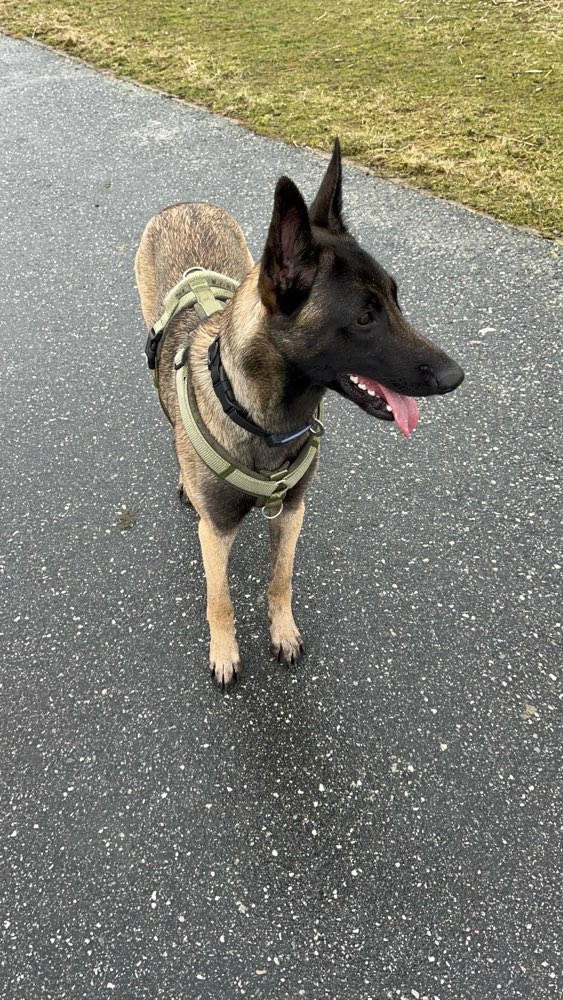Hundetreffen-Hundekontakte trainieren-Profilbild