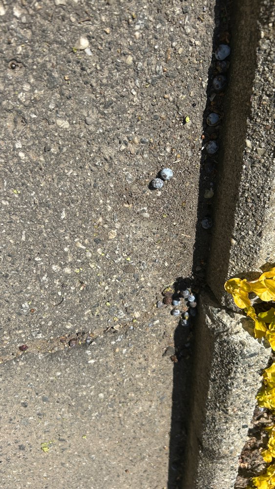 Giftköder-Schneckenkorn vermutlich-Profilbild