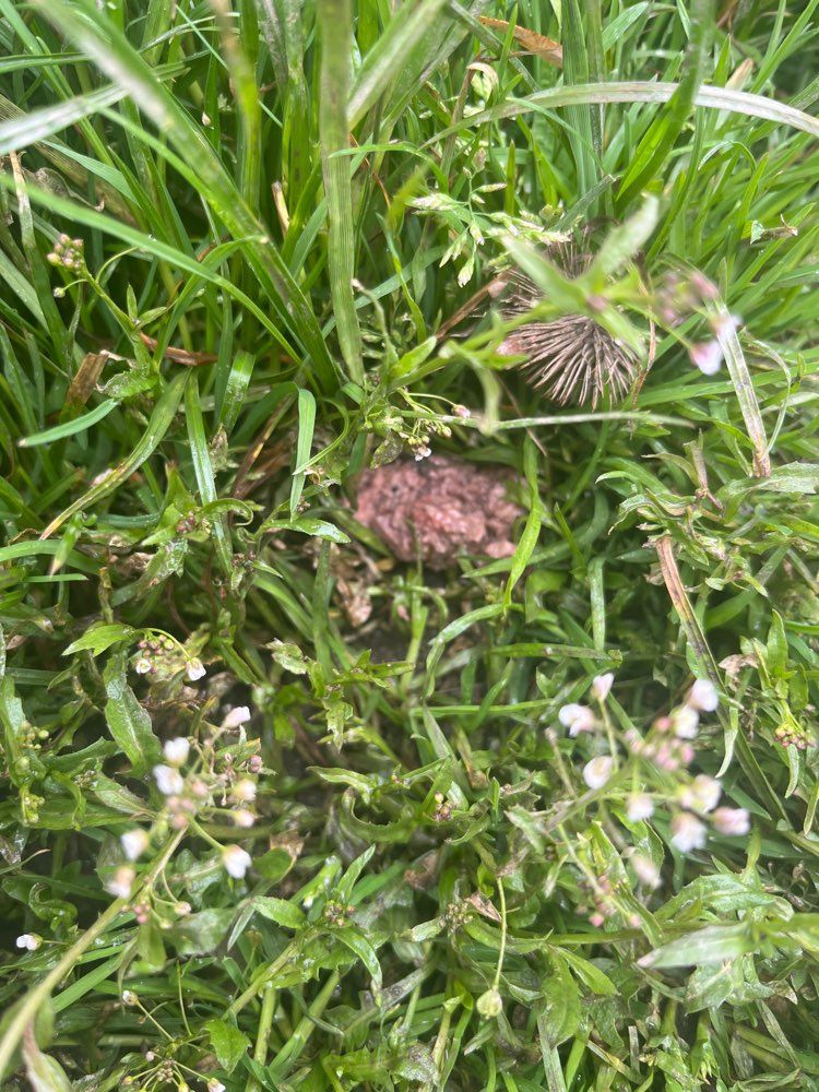 Giftköder-Evtl. Giftköder Nähe Eselsnest Elbe-Profilbild