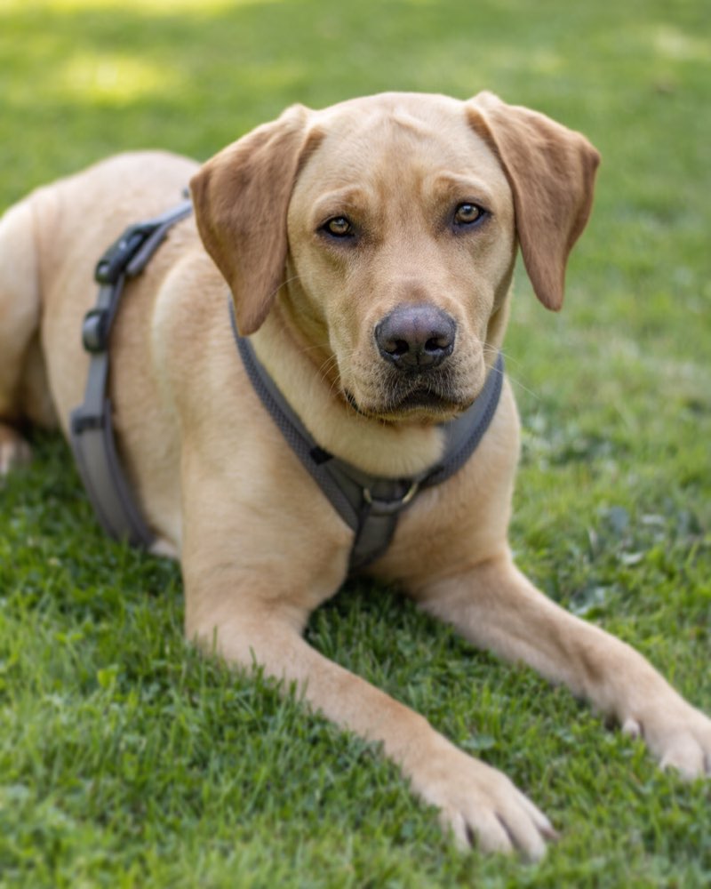 Hundetreffen-Trainingspartner für Hundebegegnungen gesucht-Profilbild