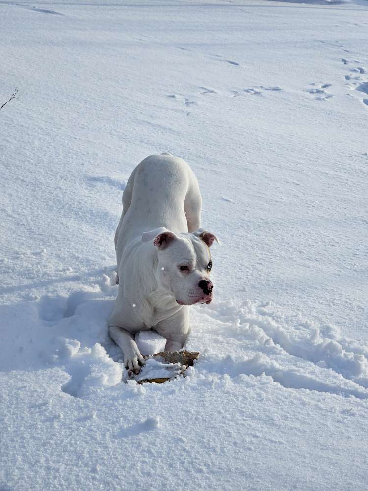 Hundetreffen-Kumpels finden-Profilbild
