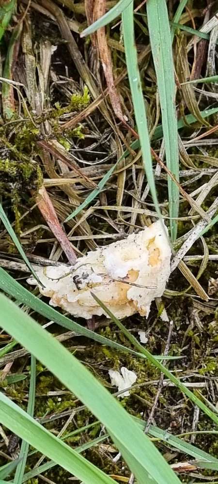 Giftköder-Evtl. Giftköder-Profilbild