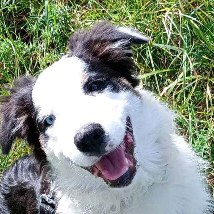 Hundetreffen-Welpentreffen-Profilbild