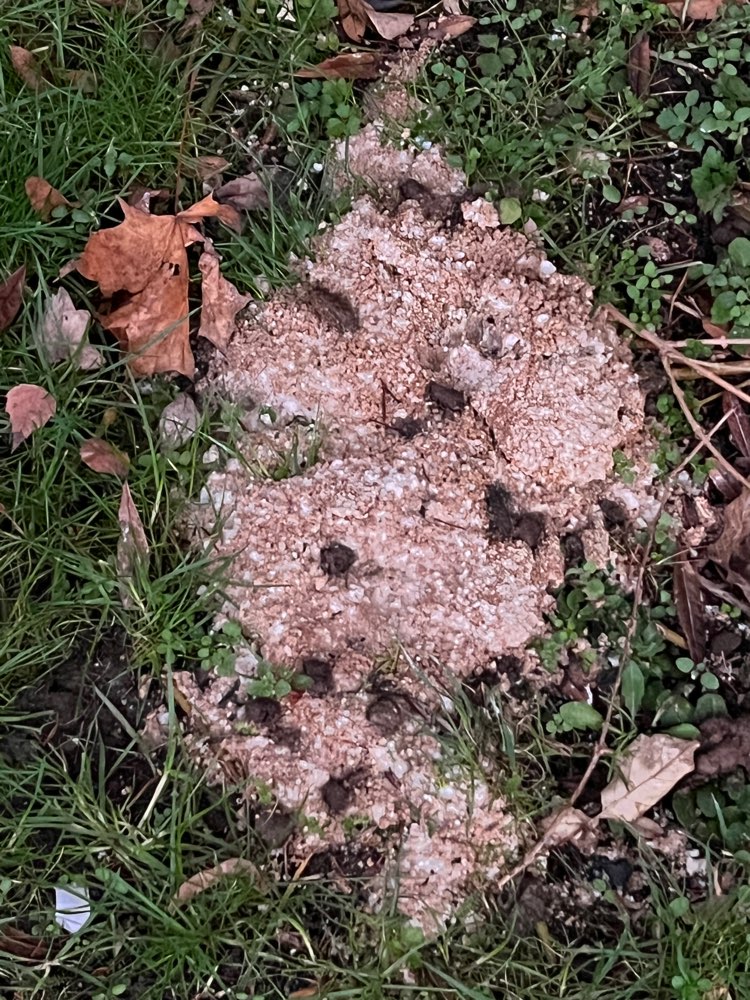 Giftköder-Evtl. Giftköder-Profilbild