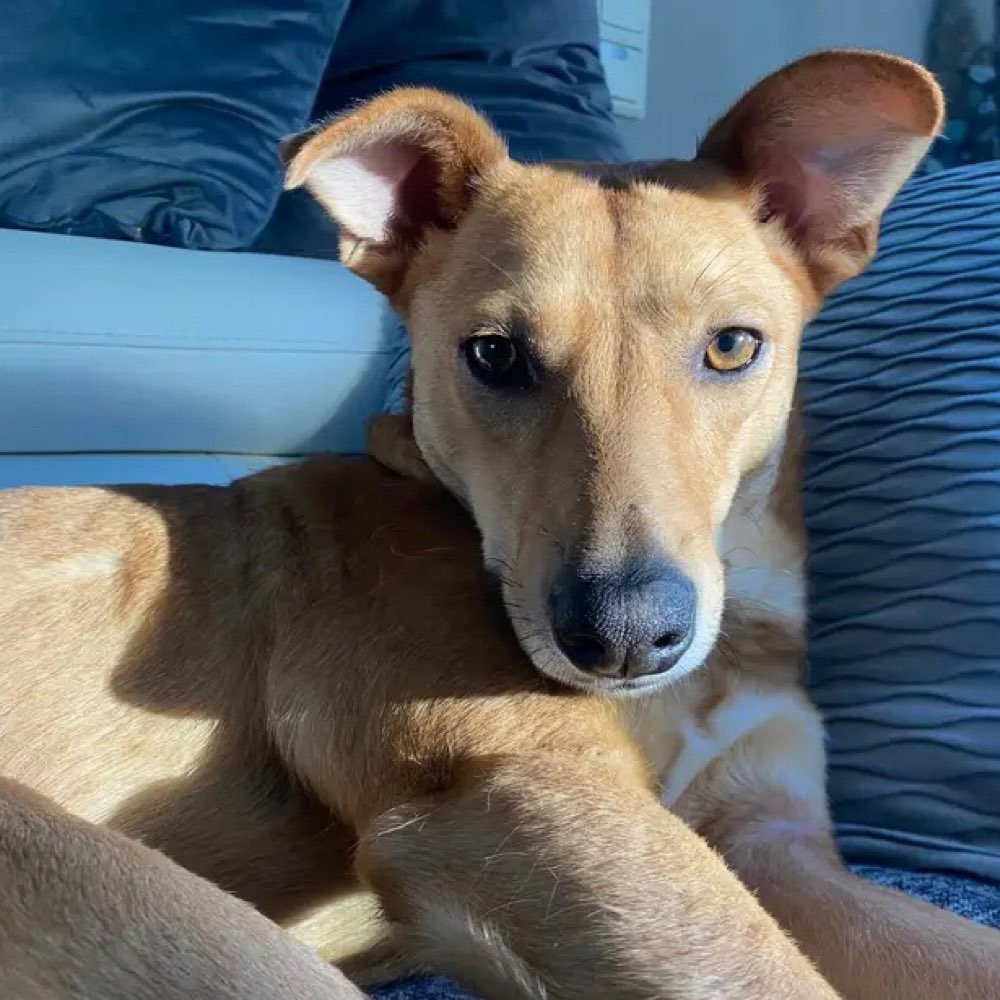 Hundetreffen-Spielen und Spazieren gehen-Profilbild