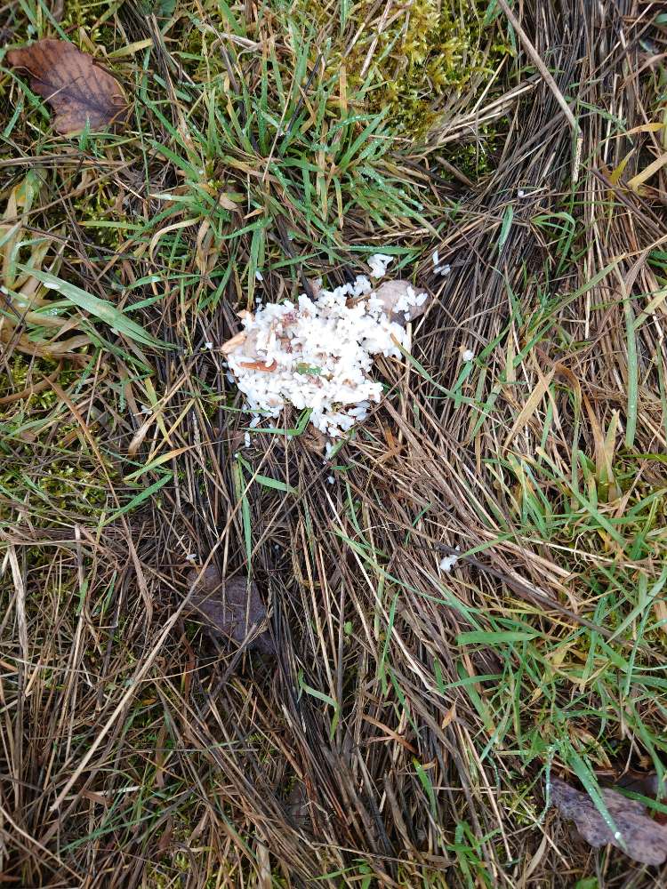 Giftköder-evtl Gift-Profilbild