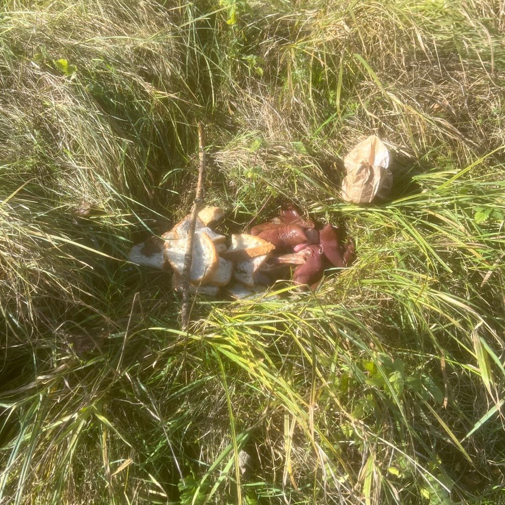 Giftköder-Rohes Fleisch und Brot ausgelegt-Profilbild