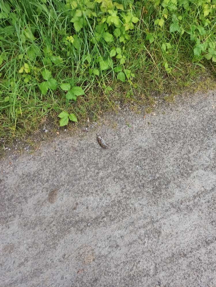 Giftköder-Tote Maus-Profilbild