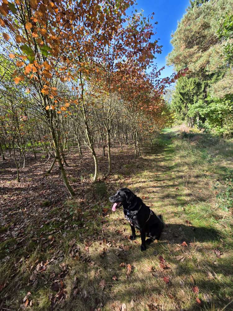 Hundetreffen-Waldspaziergänge und Spielrunden-Profilbild