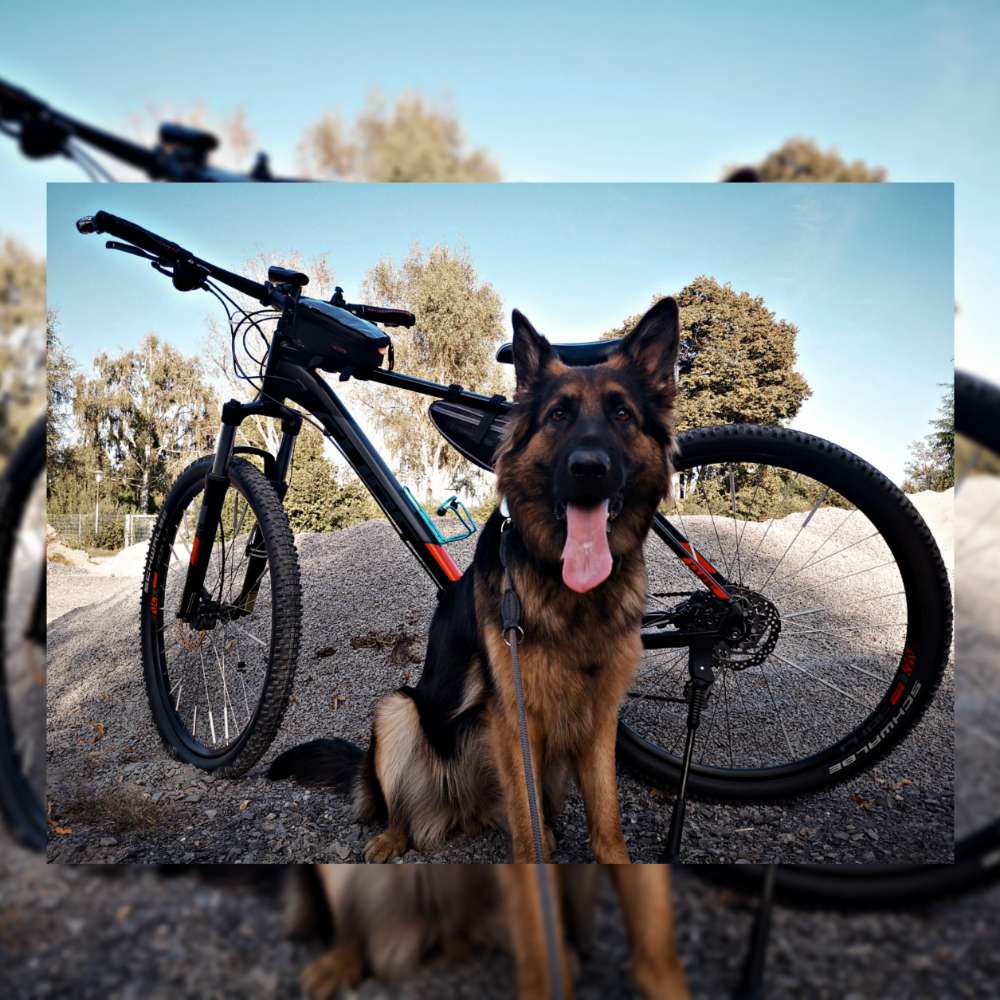 Hundetreffen-Gemeinsame Spaziergänge-Profilbild