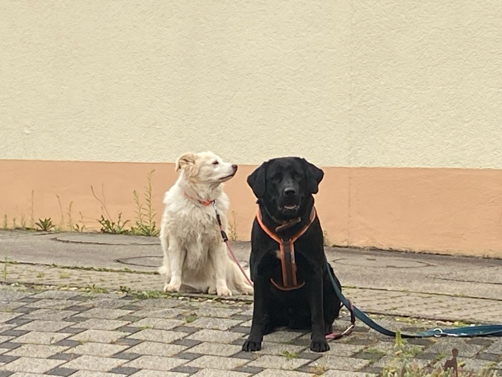 Hundetreffen-Gemeinsame Gassi- und Spielrunden-Profilbild