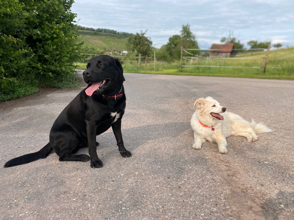 Hundetreffen-Gassigehen-Profilbild