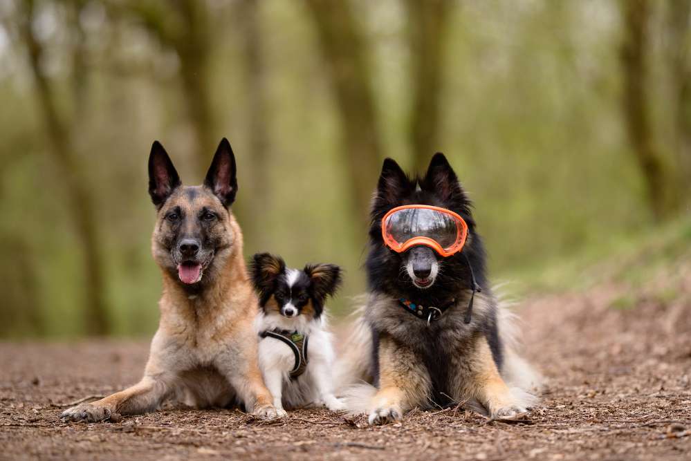 Hundetreffen-Wir suchen Hundekontakte mit kleinen Hunden für meinen Papillon Welpen-Profilbild