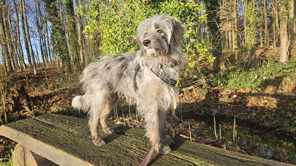 Hundetreffen-Junghunde Spaziergang-Profilbild
