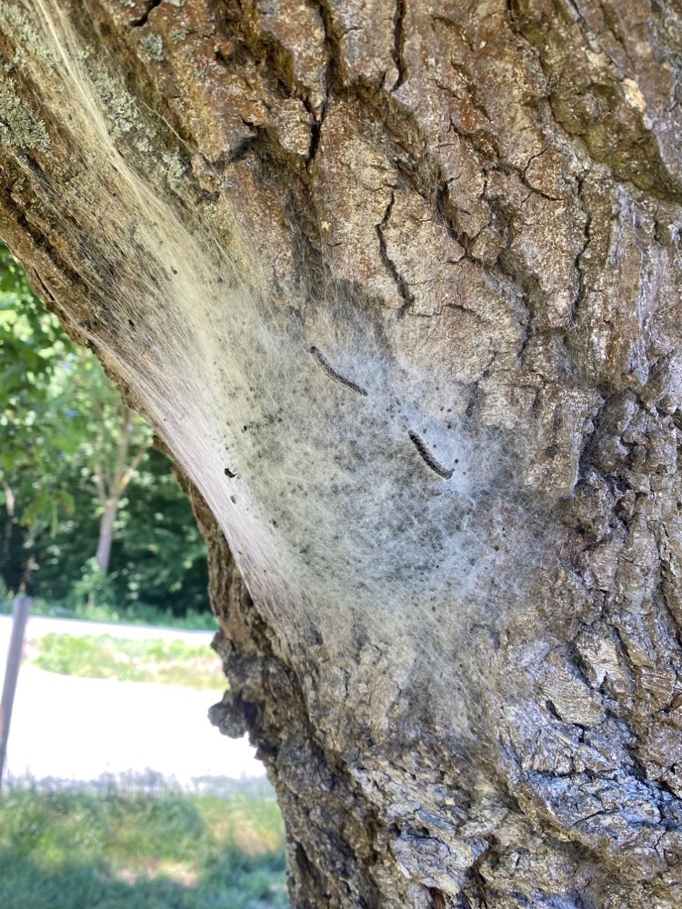 Giftköder-Eichenprozessionsspinner Hundewiese-Profilbild