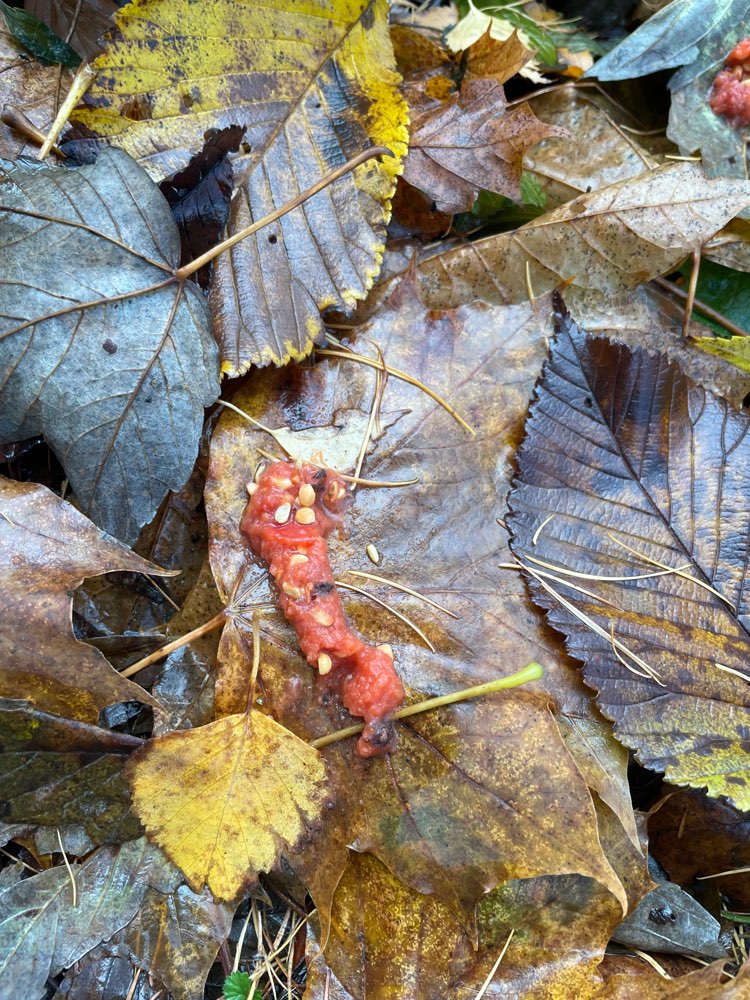 Giftköder-Giftköder-Profilbild
