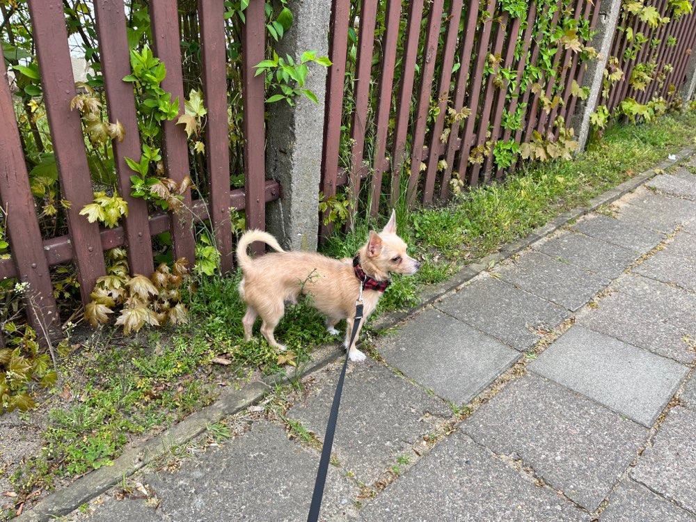 Hundetreffen-Gassi Runde zum kennenlernen-Profilbild