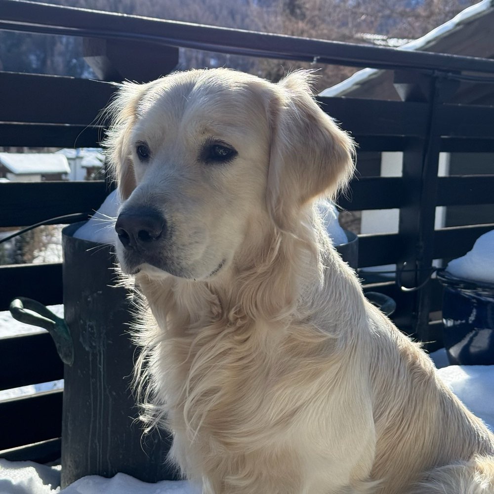 Hundetreffen-Gemeinsames Spazieren-Profilbild