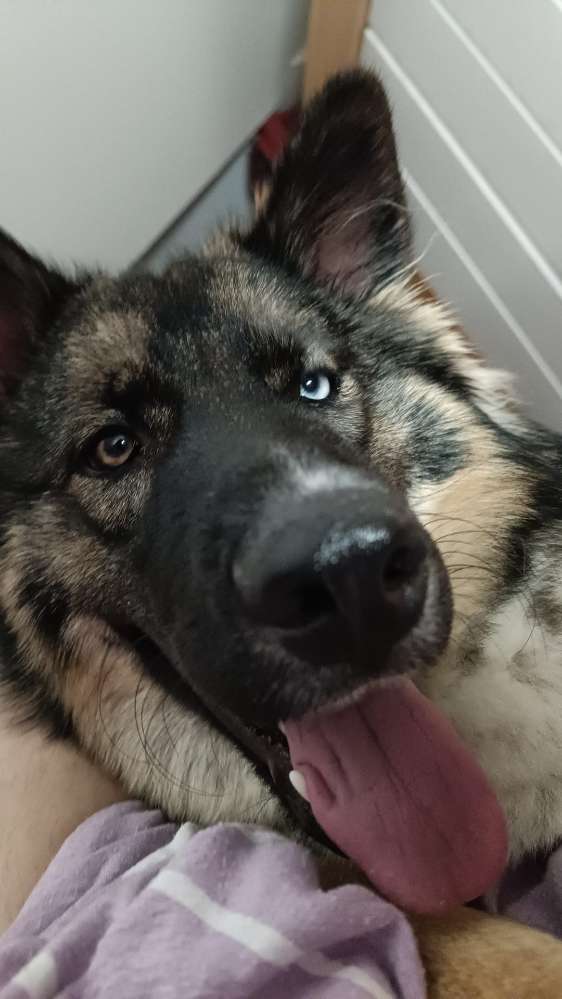 Hundetreffen-Spielkameraden gesucht-Profilbild