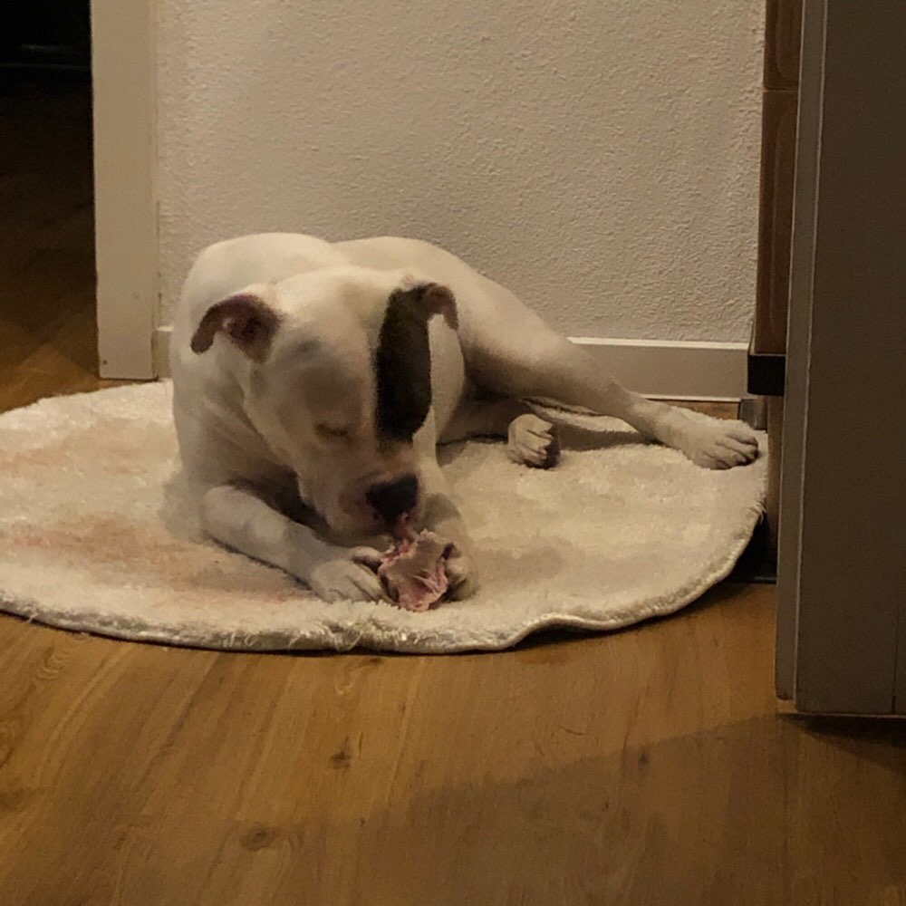 Hundetreffen-Spiel&Spaß-Profilbild