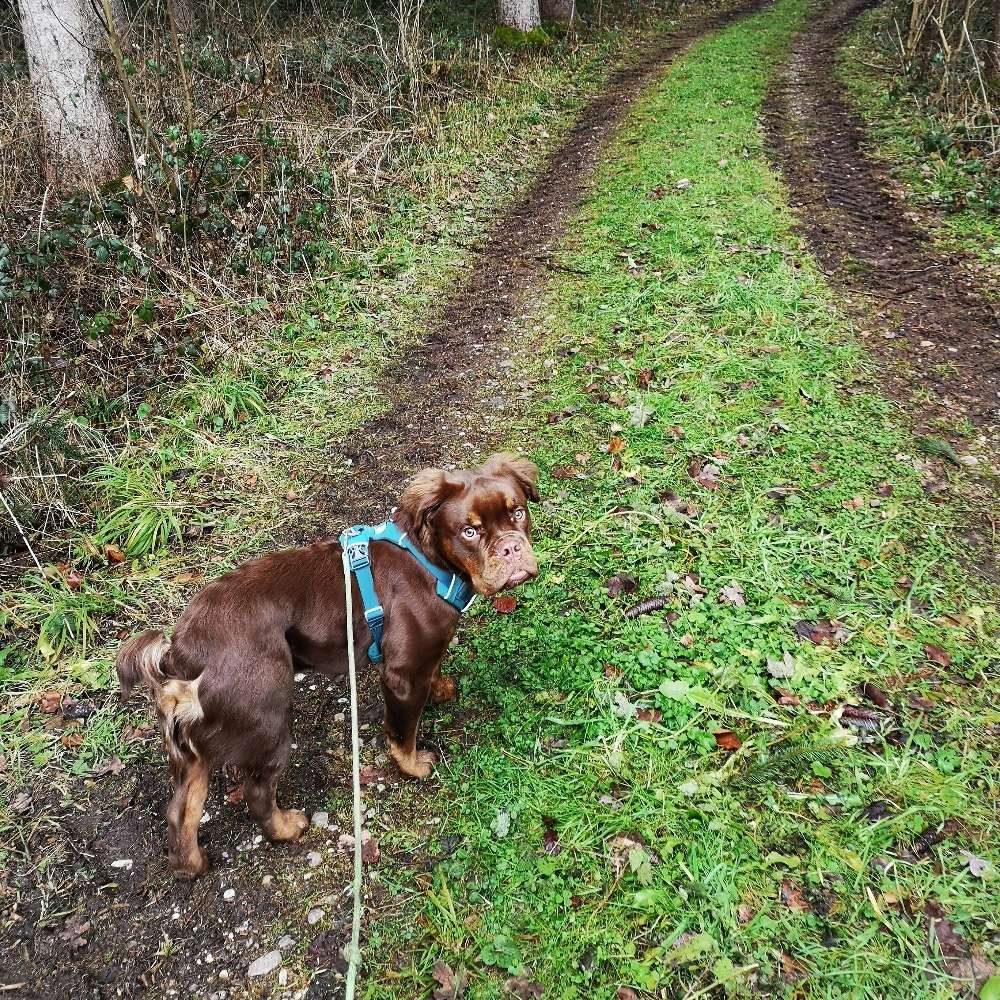 Hundetreffen-Playdate Pinakothek-Profilbild