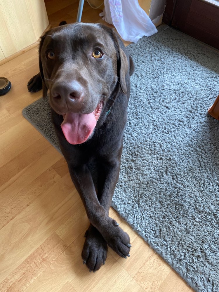 Hundetreffen-Hundebegegnung üben + Spiel,- und Gassirunde-Profilbild