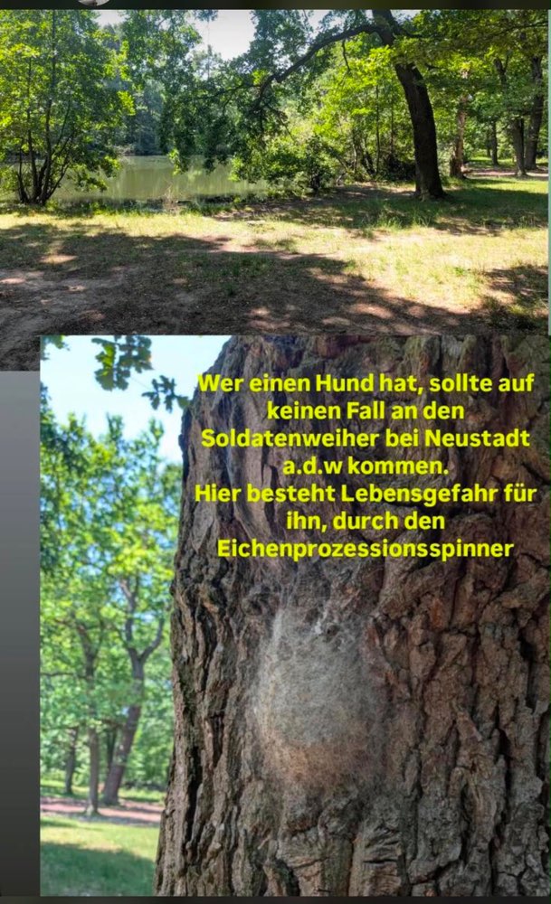 Giftköder-Eichenprozessionsspinner-Profilbild