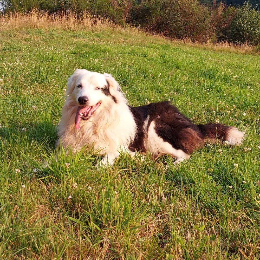 Hundetreffen-Schwimmen mit Hunden bei Kürten-Profilbild