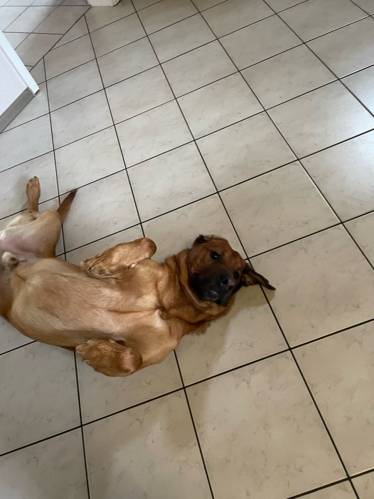 Hundetreffen-Odin sucht Spielkameraden-Profilbild