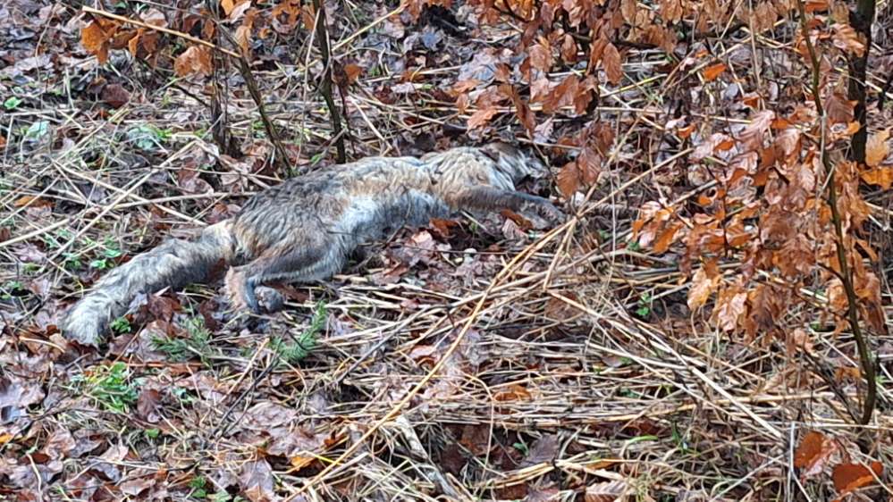 Giftköder-Toter Fuchs-Profilbild