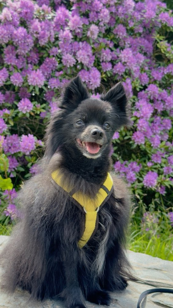 Hundetreffen-Kleine Gassi-Freunde gesucht-Profilbild