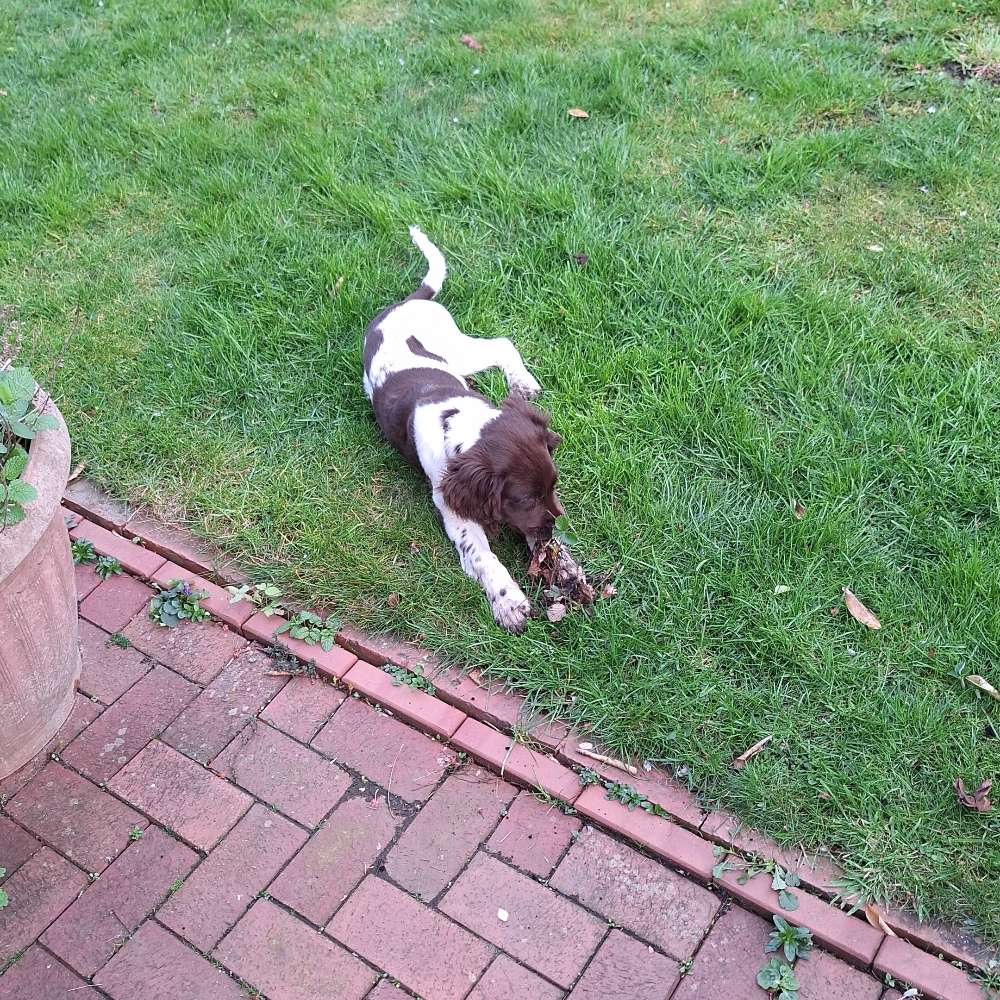 Hundetreffen-Welpentreff Gescher-Profilbild