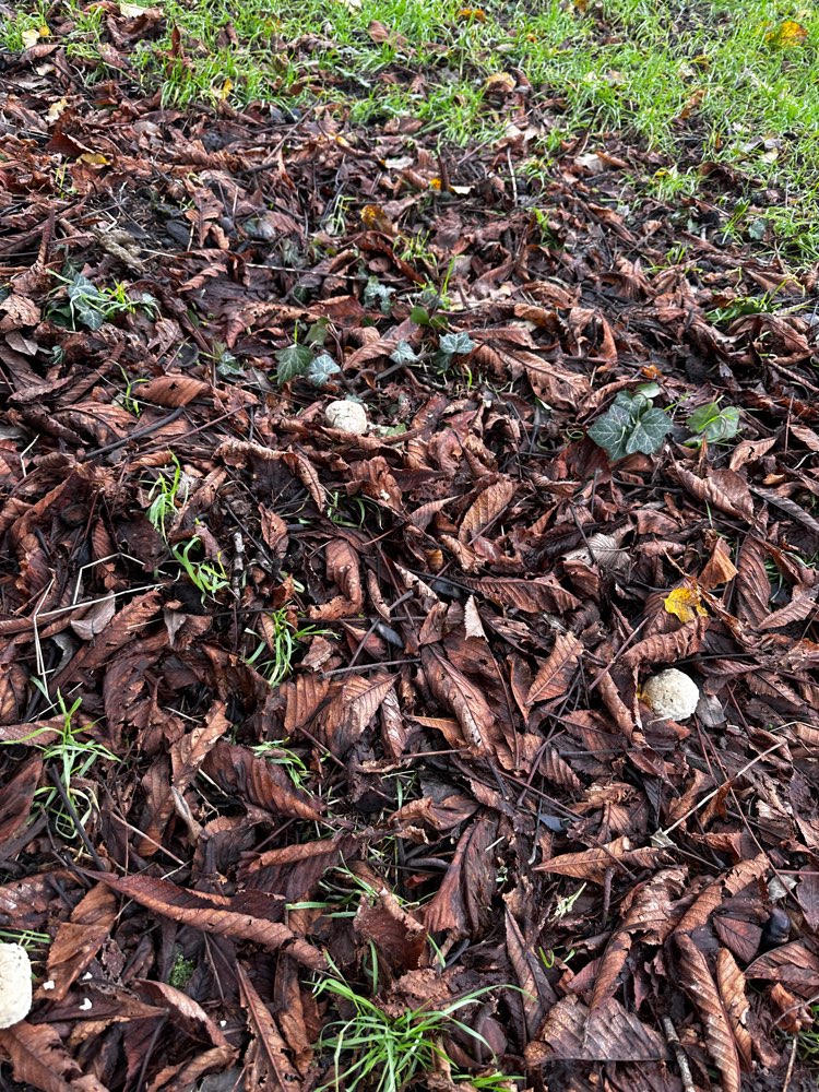 Giftköder-Eventuell Giftköder-Profilbild