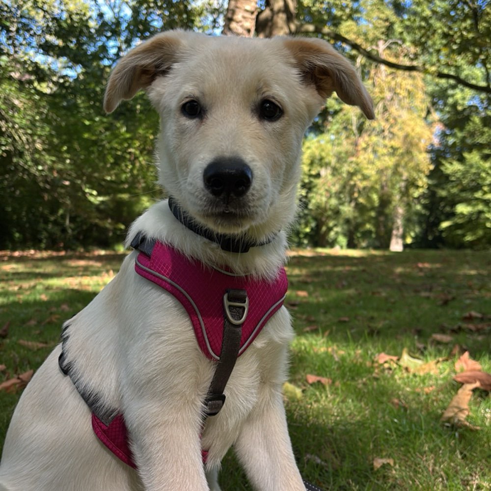 Hundetreffen-Spaziergänge zur Sozialisierung-Profilbild