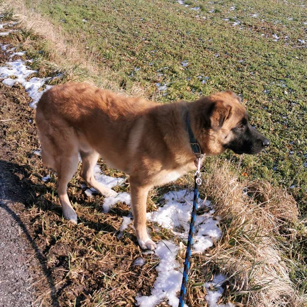 Hundetreffen-Social Walk-Profilbild