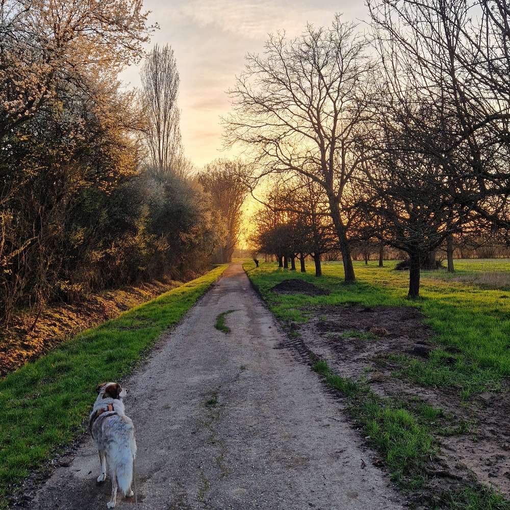 Hundetreffen-Gassi- und Trainingsrunden VB-Profilbild