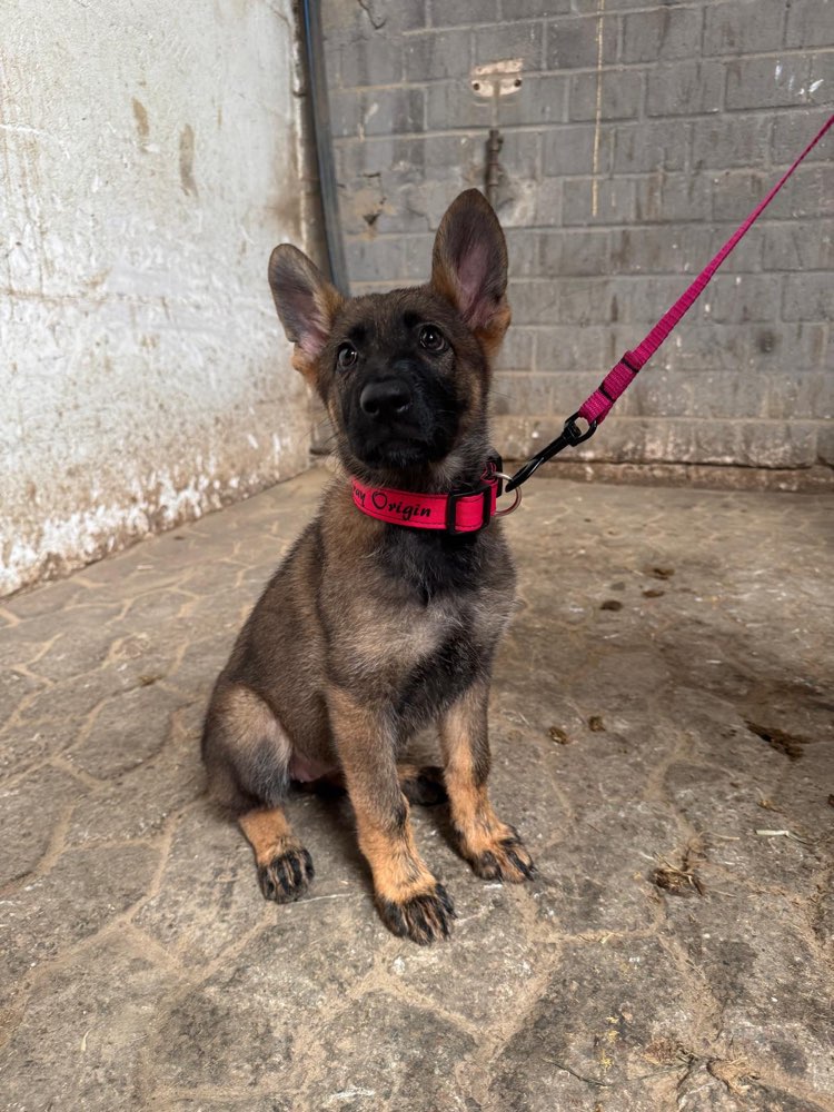 Hundetreffen-Spielpartner für kleine Spaziergänge gesucht-Profilbild