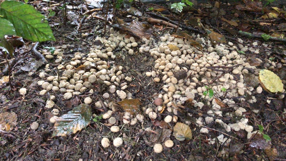 Giftköder-Ausgelegtes Hundefutter auf dem Friedhof-Profilbild